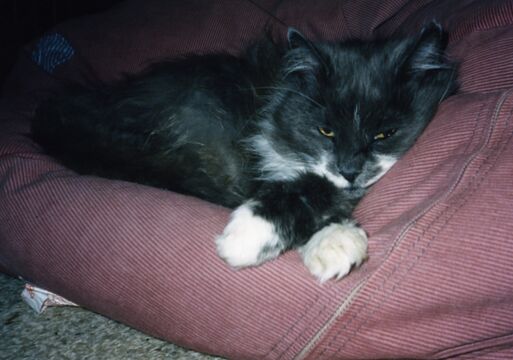 Scrivener Street cat, c.2001