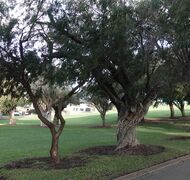 New tree and old tree