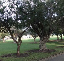 New tree and old tree