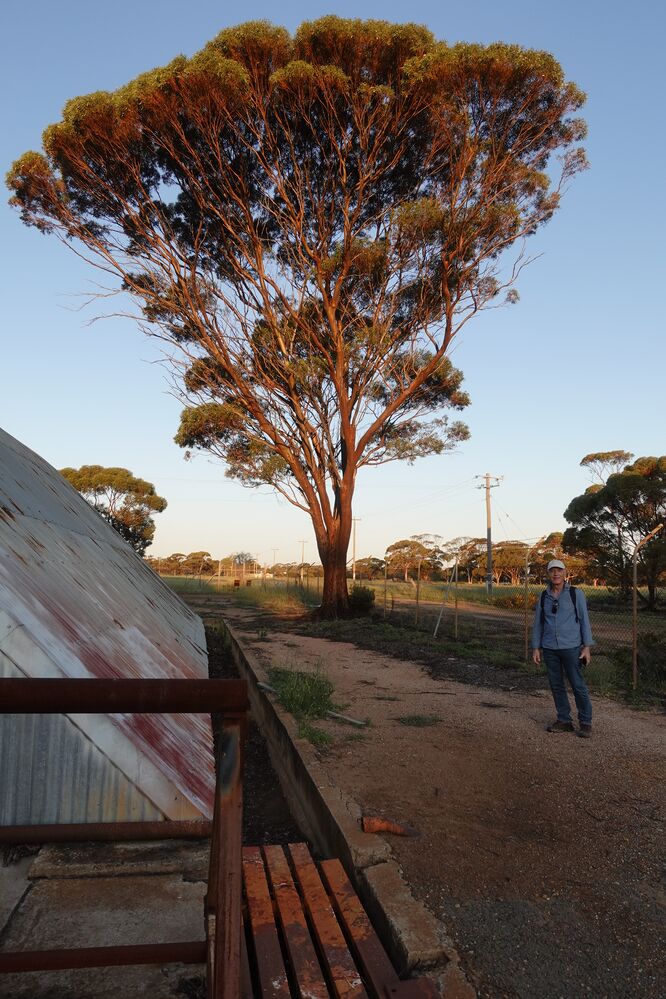 File:P26282 Merredin aircraft hanger.jpg