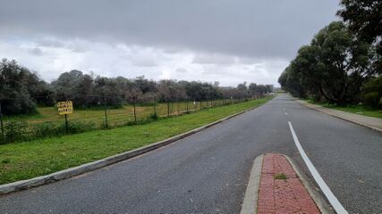Seemingly defunct olive grove on Gardiner Avenue.