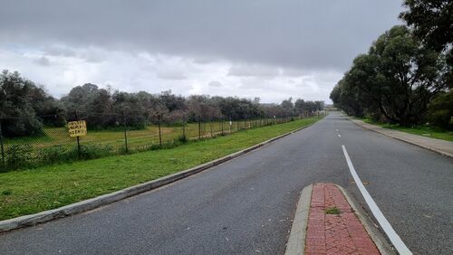 Seemingly defunct olive grove on Gardiner Avenue.