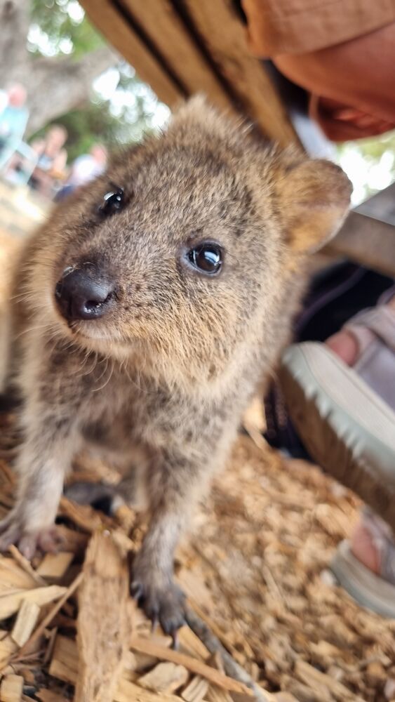 File:Quokka at the Mezz.jpg