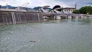 Some ducks near a weir, trying to escape the whirlpool of the water inlet
