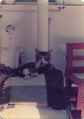 Moggy, c.1985