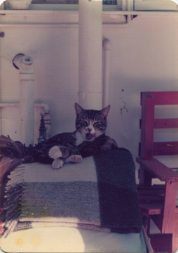Moggy, c.1985
