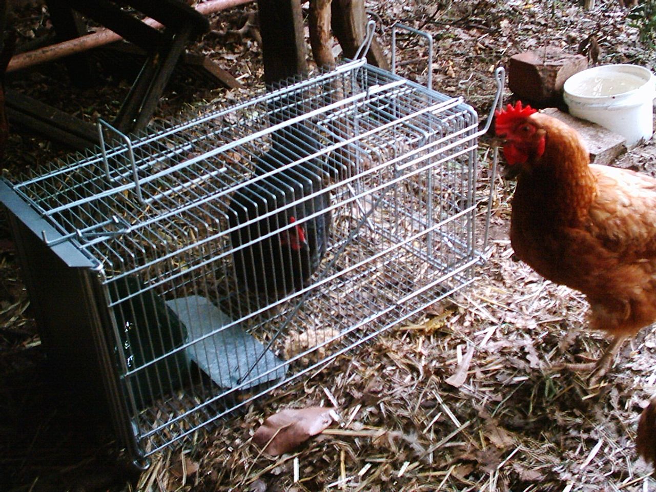 File:Littleoneincage.jpg