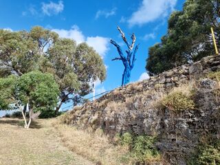 A tree of the Blue Tree Project